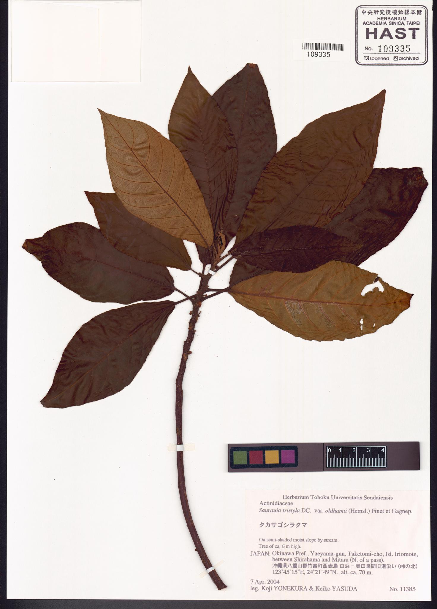 Sample image for viewer