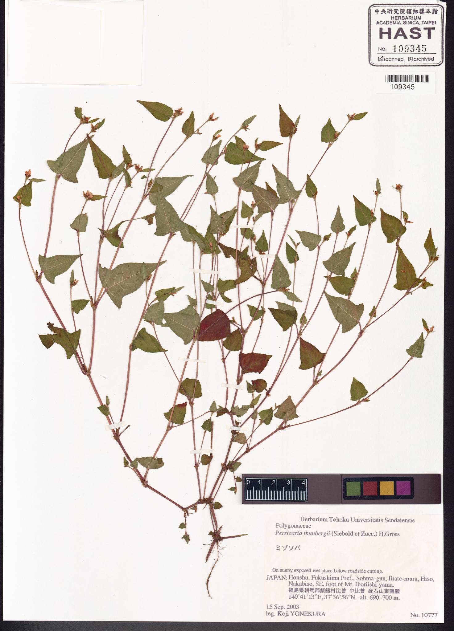 Sample image for viewer