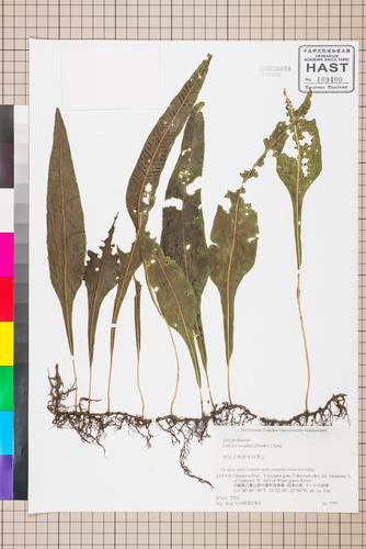 Colysis wrightii (Hook.) Ching