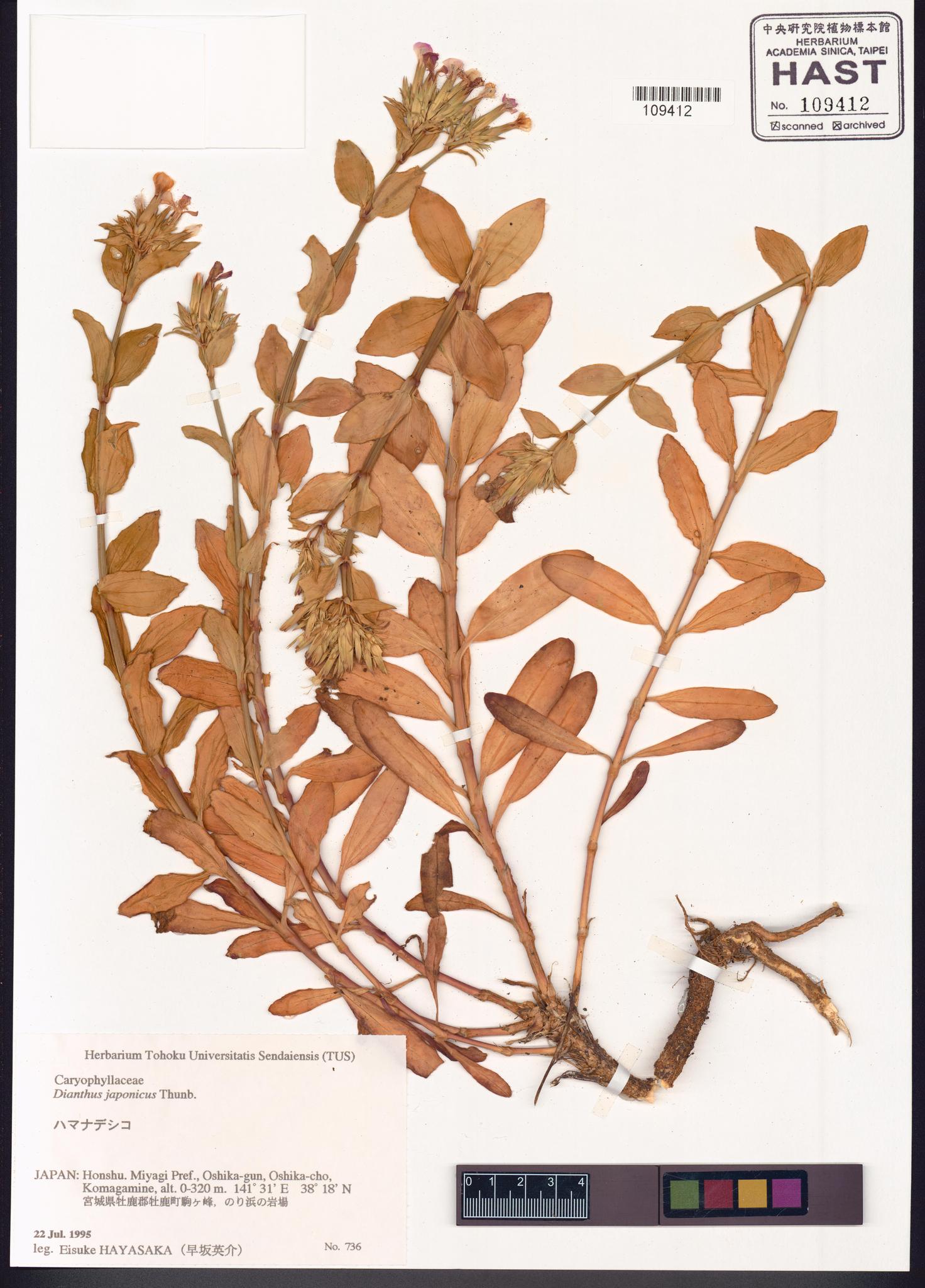 Sample image for viewer