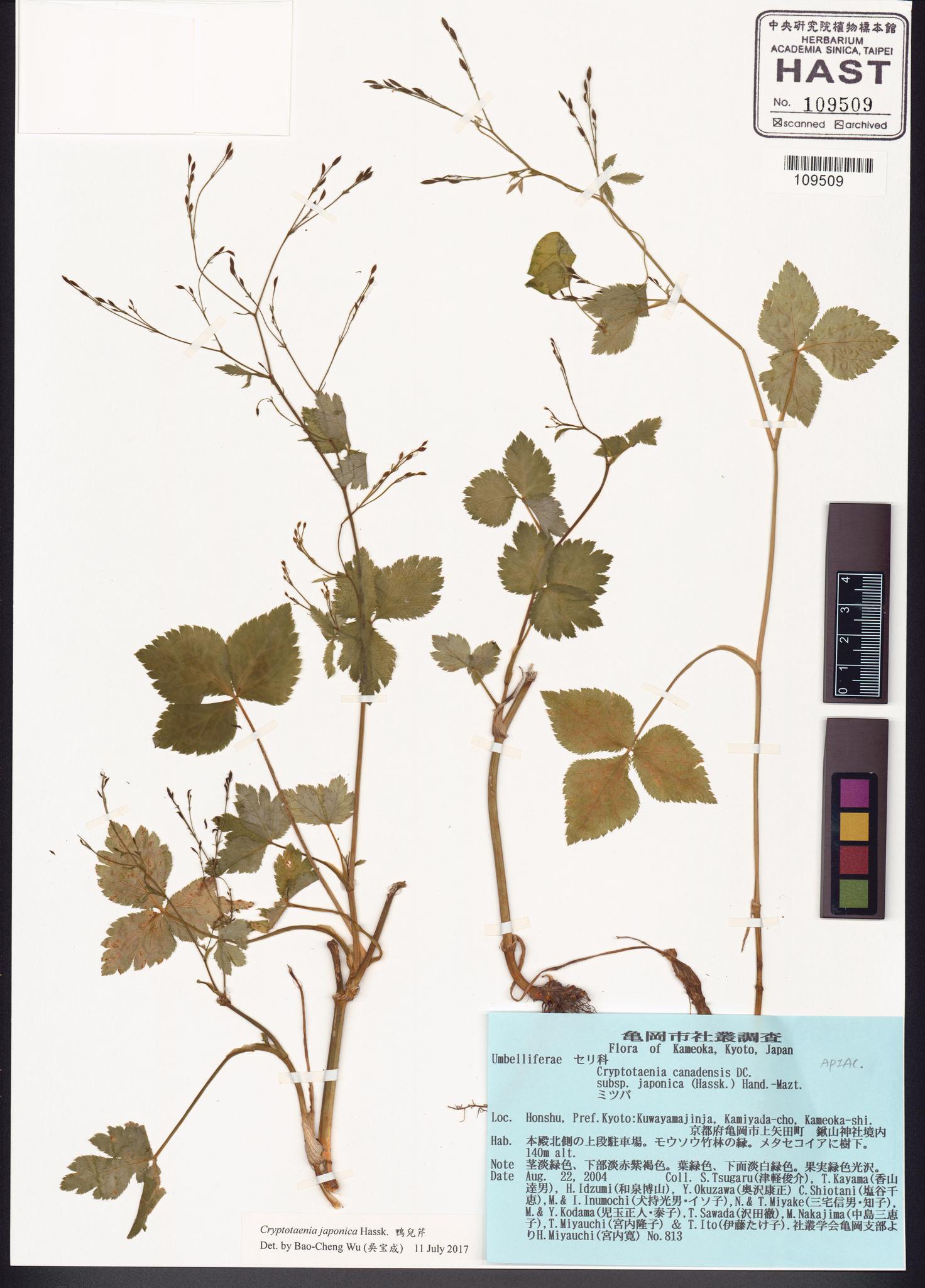 Sample image for viewer