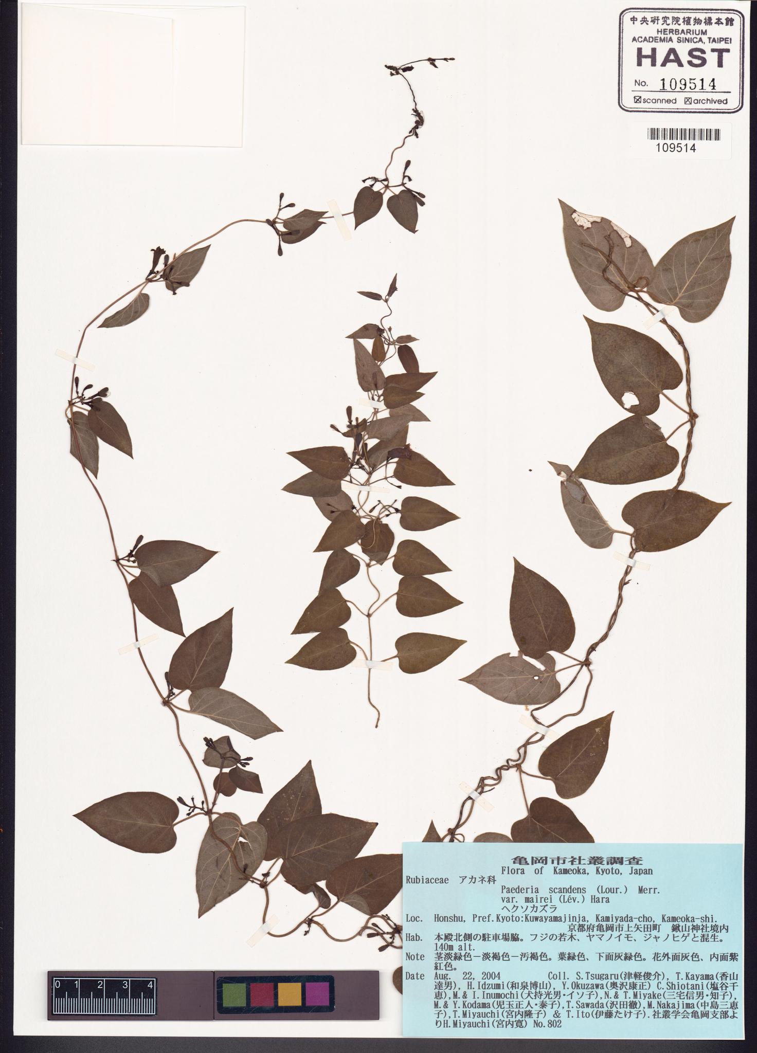 Sample image for viewer