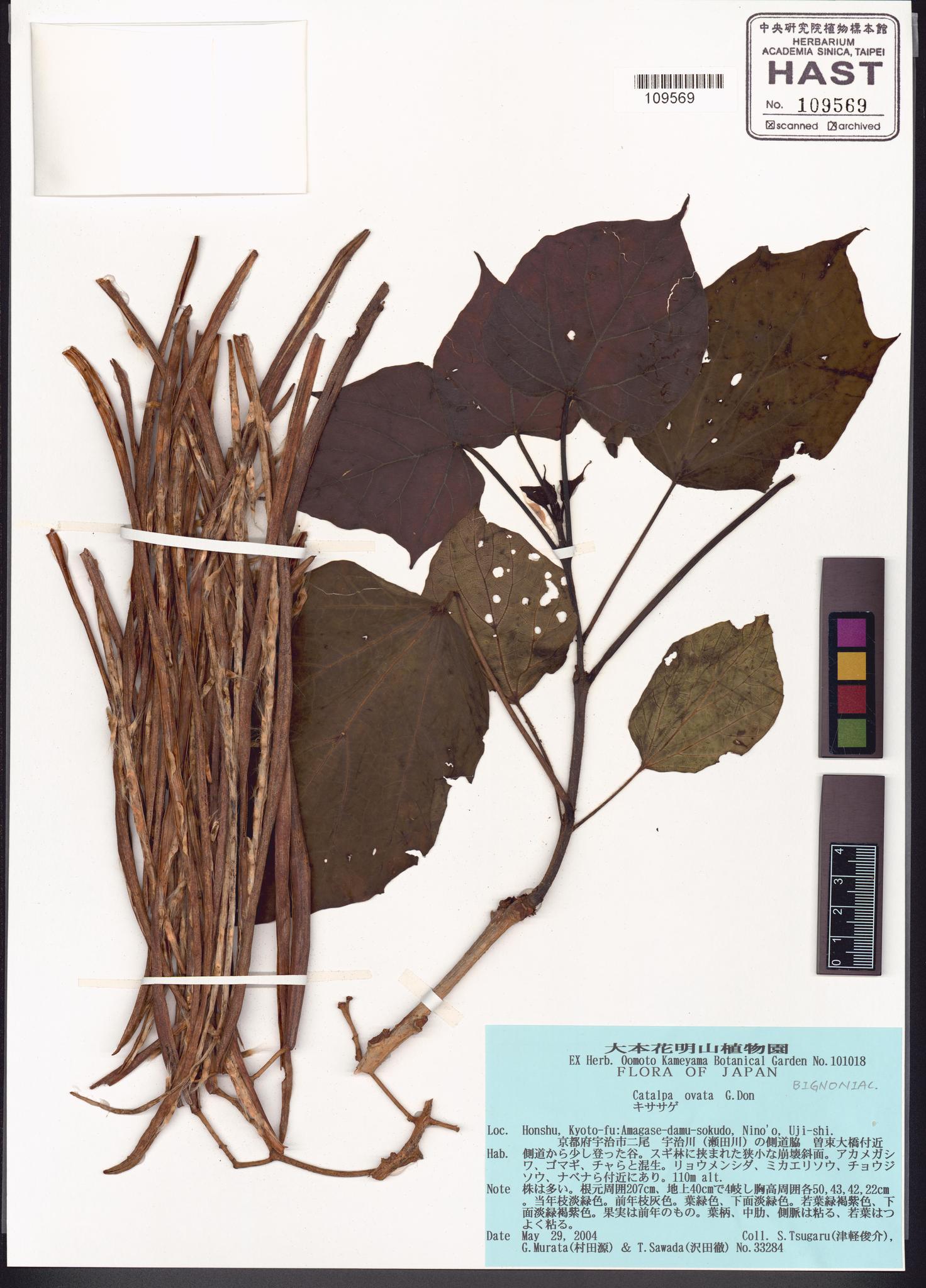 Sample image for viewer