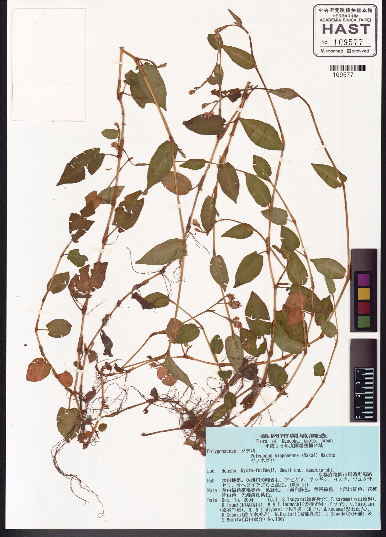 Sample image for viewer