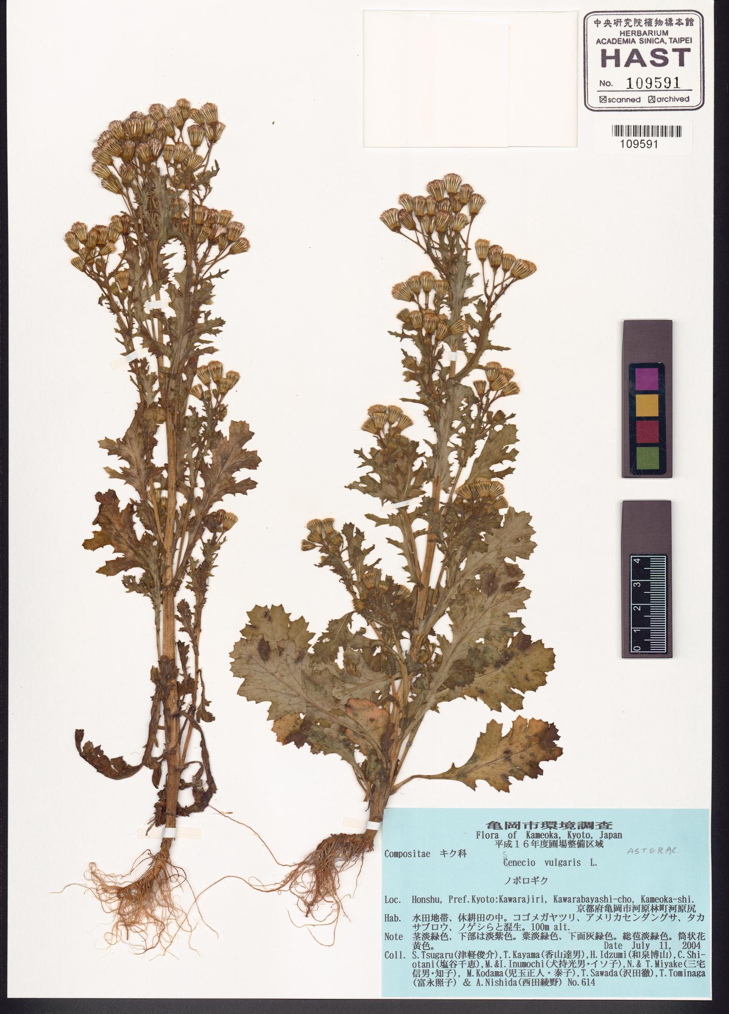 Sample image for viewer