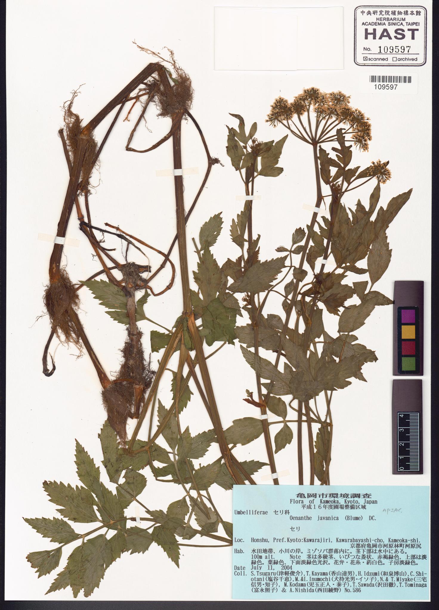 Sample image for viewer