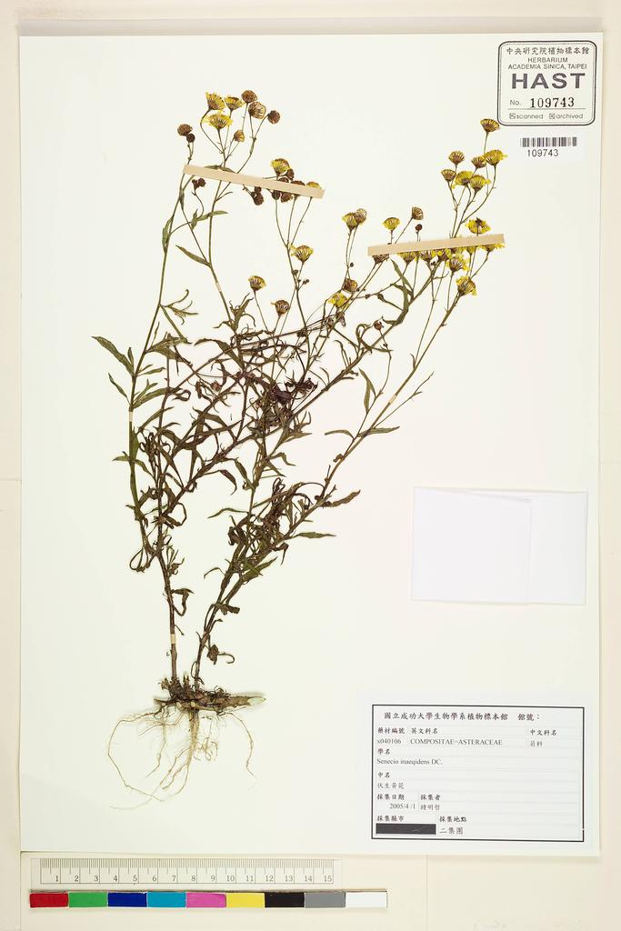 <Unit #58169 Jung, Ming-Jer | 鍾明哲 | x040106:: | Senecio inaeqidens DC.>