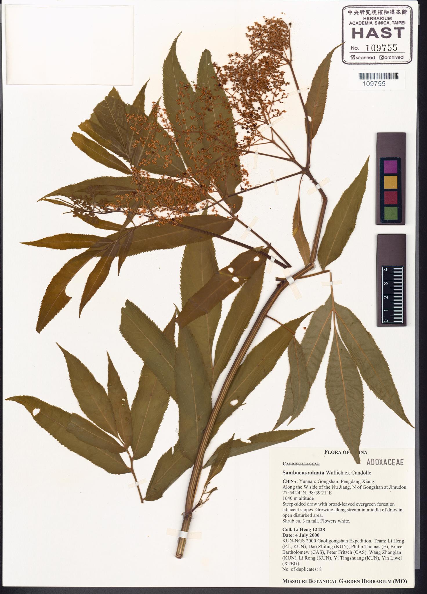 Sample image for viewer