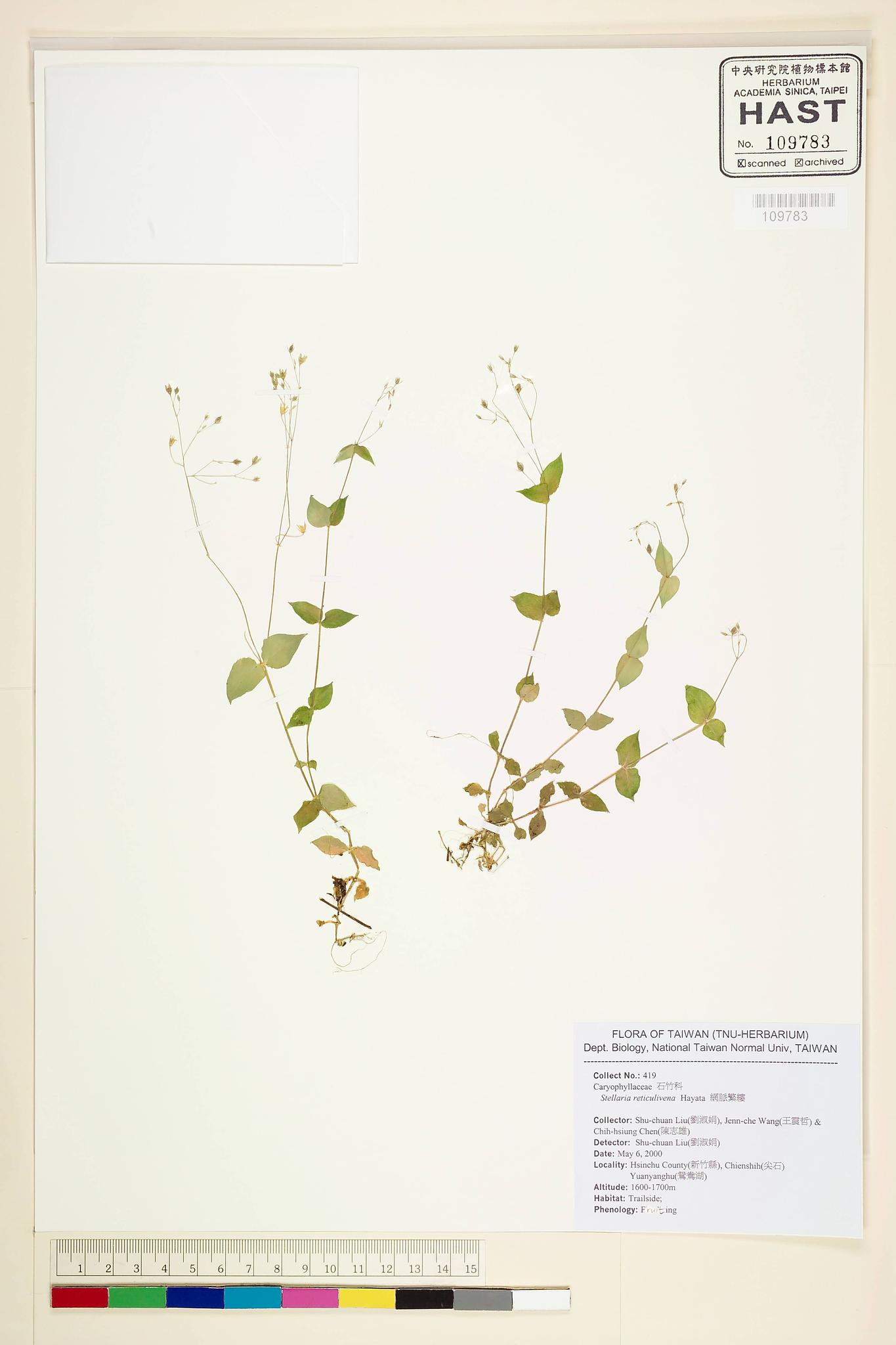 Sample image for viewer