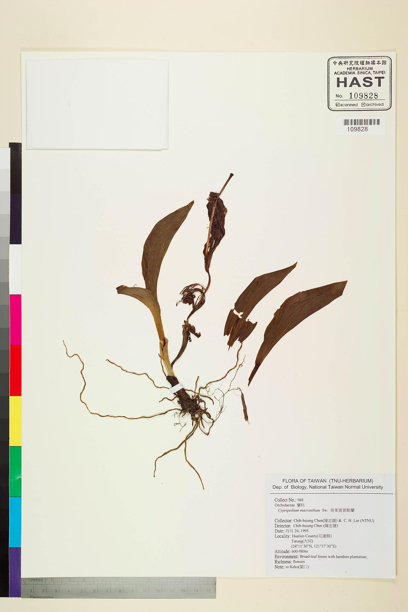 Sample image for viewer