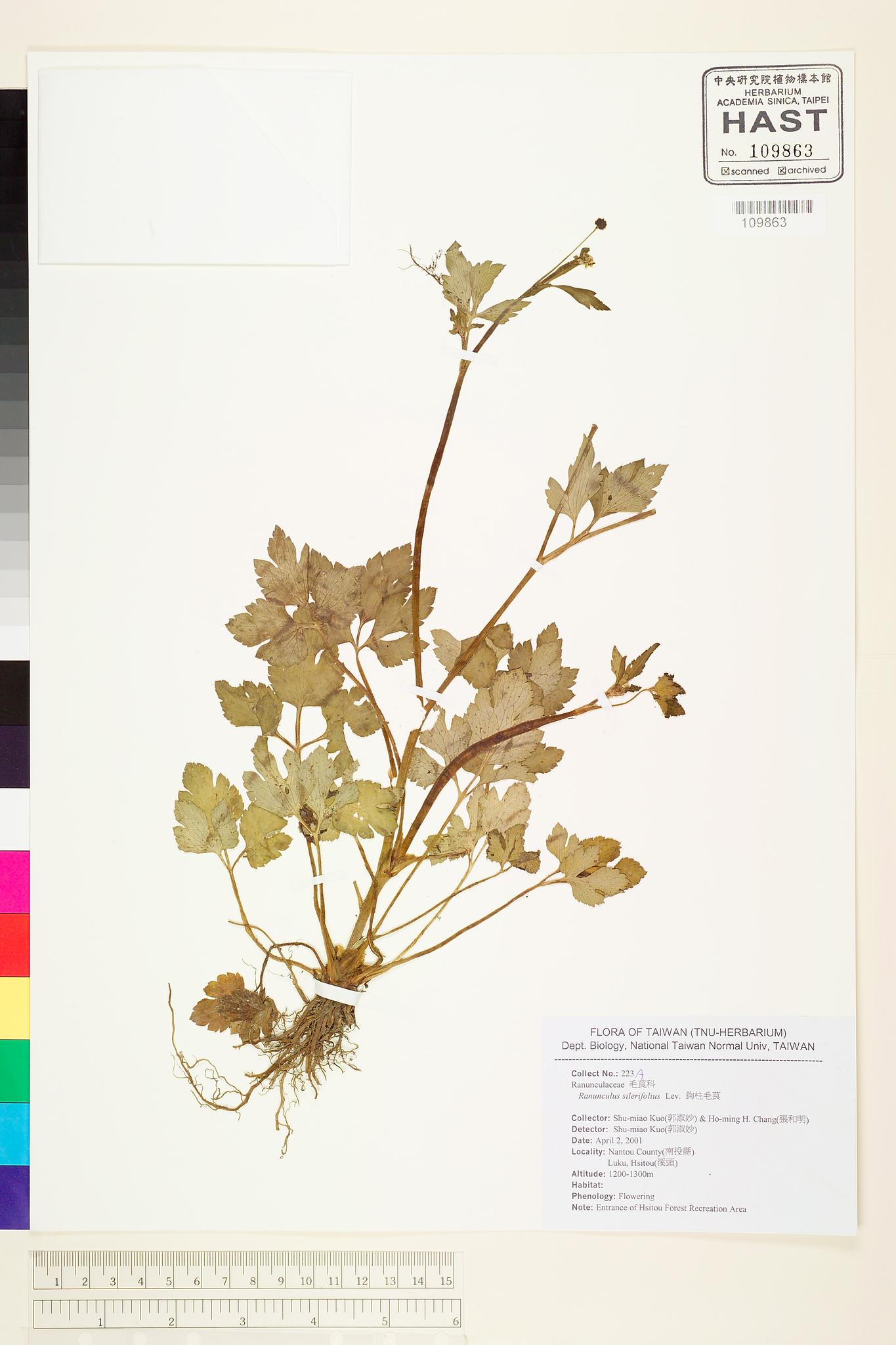 Sample image for viewer