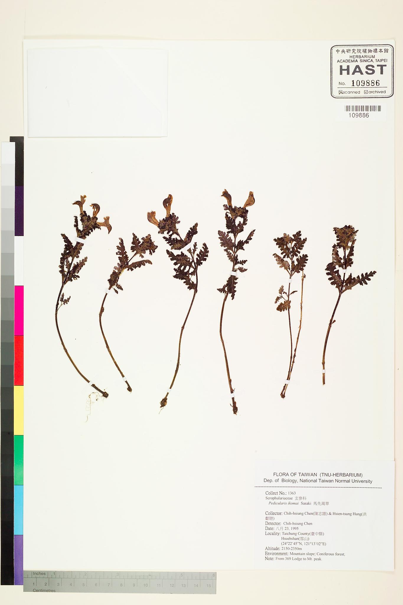 Sample image for viewer