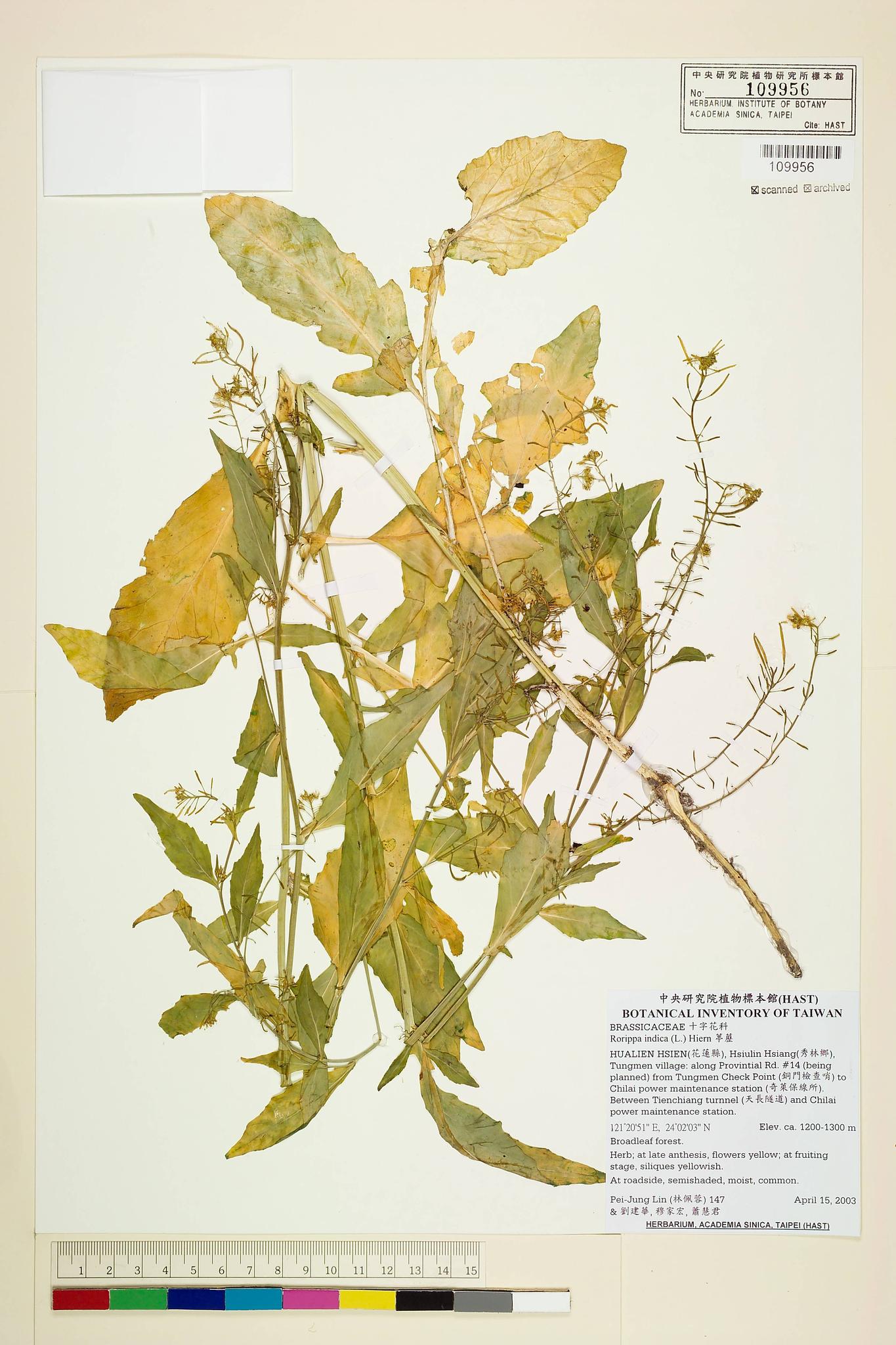 Sample image for viewer