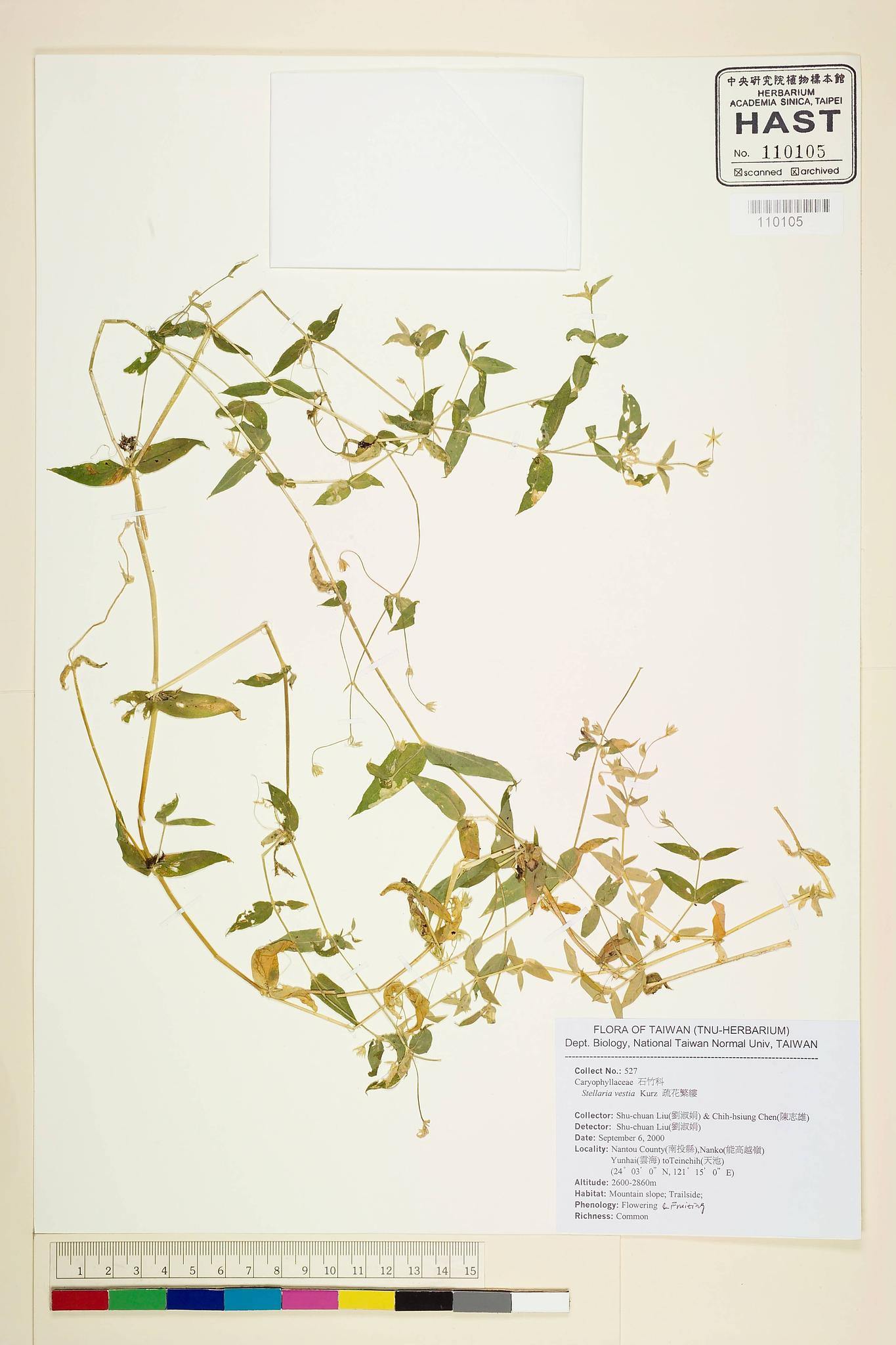 Sample image for viewer