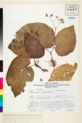 Begonia curtisii