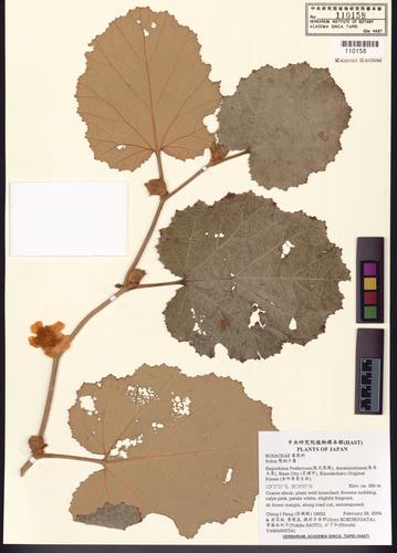 Rubus