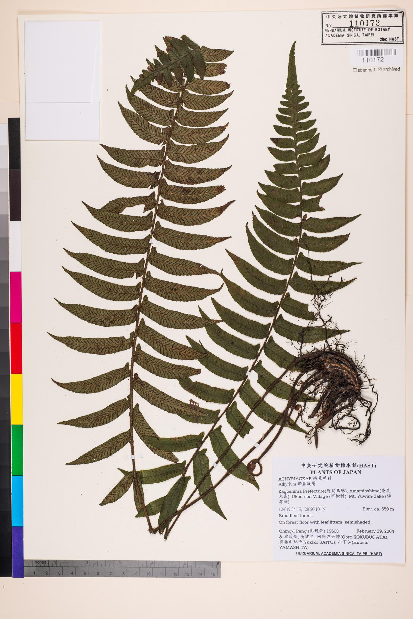 Sample image for viewer