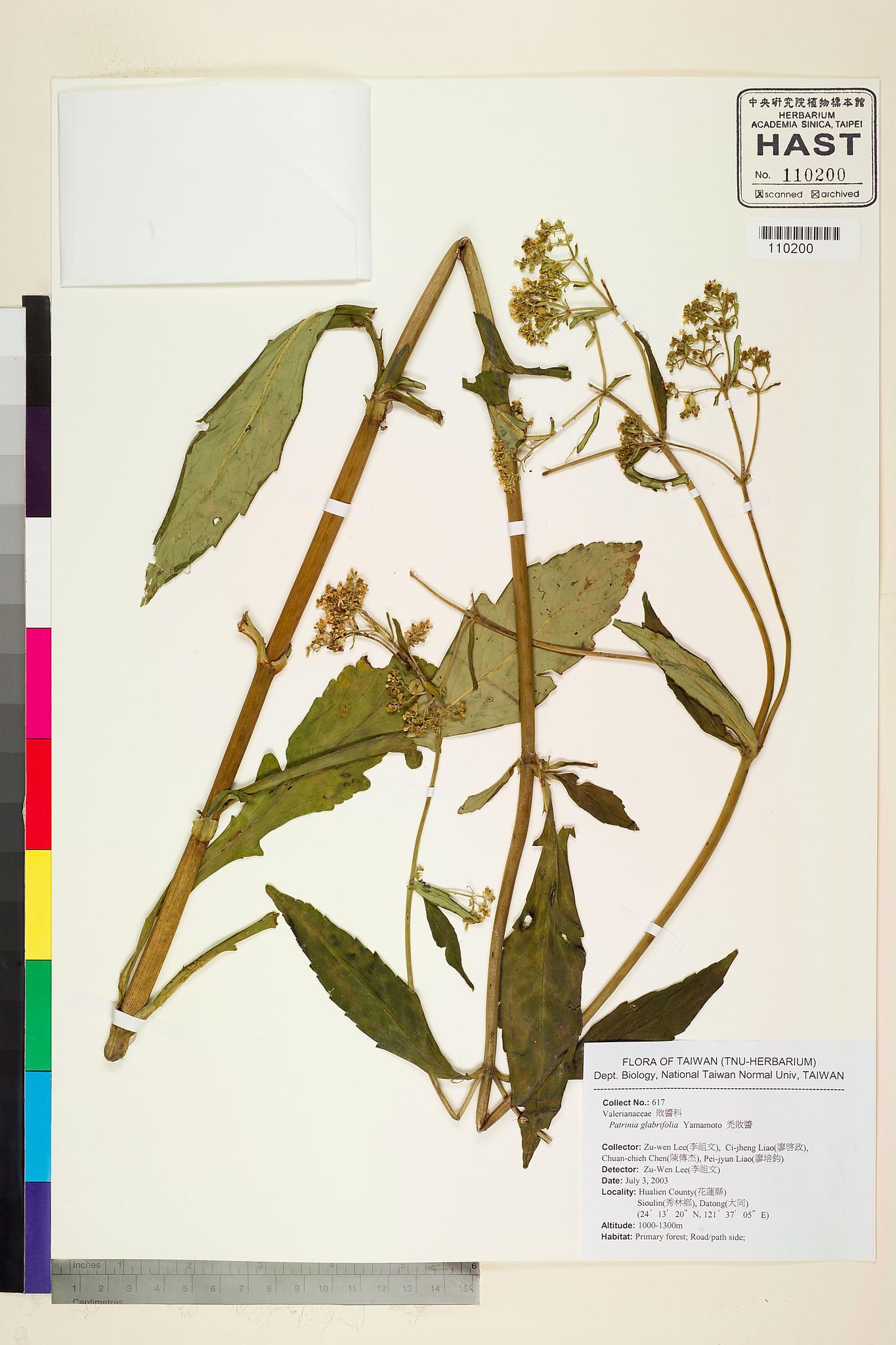 Sample image for viewer