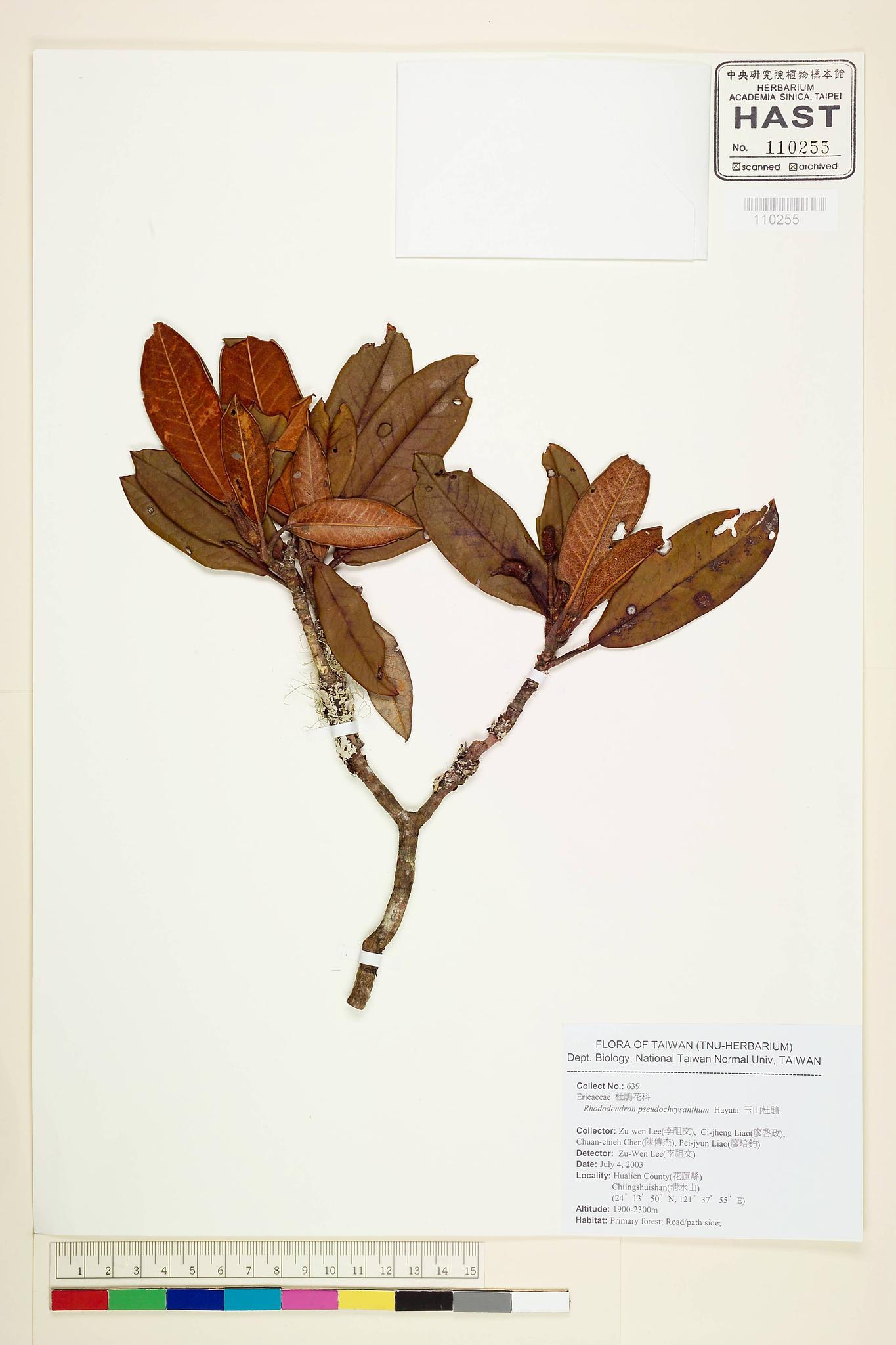 Sample image for viewer