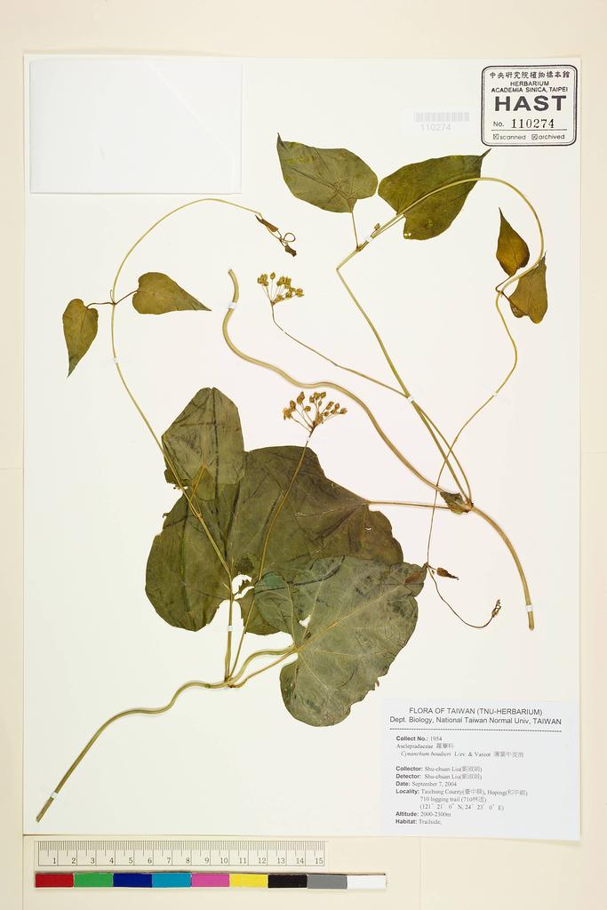 <Unit #59864 Liu, Shu-Chuan | 劉淑娟 | 1954:: | Cynanchum boudieri H. Lév. & Vaniot>