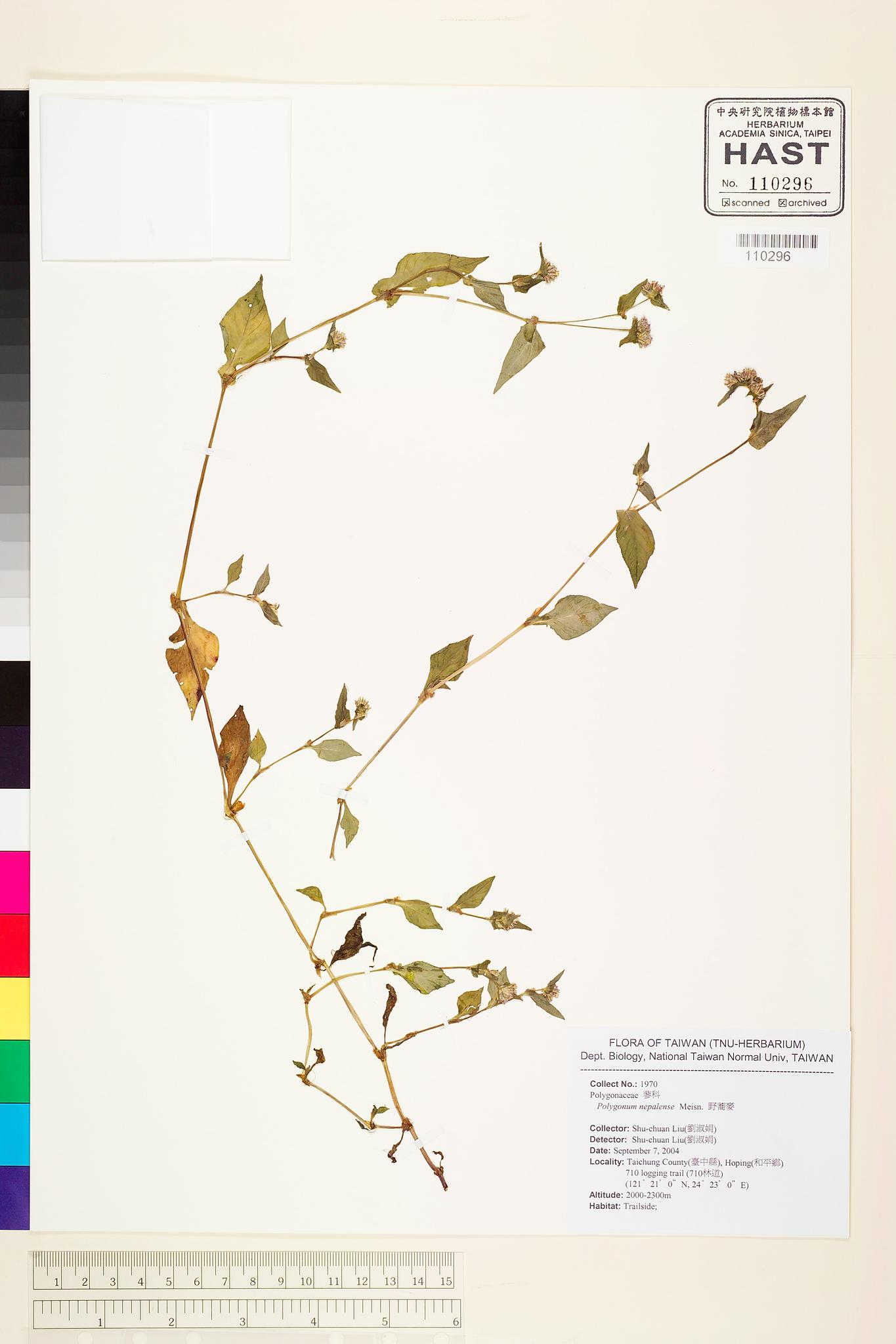 Sample image for viewer