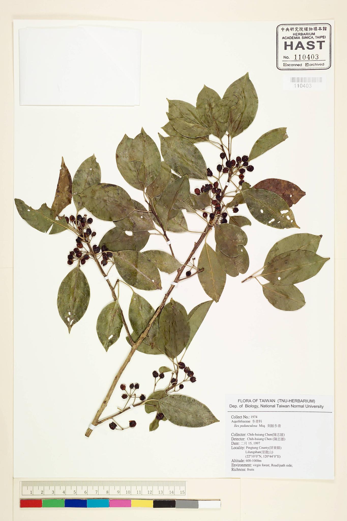 Sample image for viewer