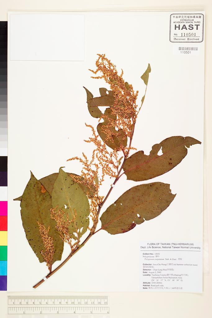 <Unit #60415 Wang, Jenn-Che | 王震哲 | 12052:: | Polygonum cuspidatum Sieb. & Zucc.>
