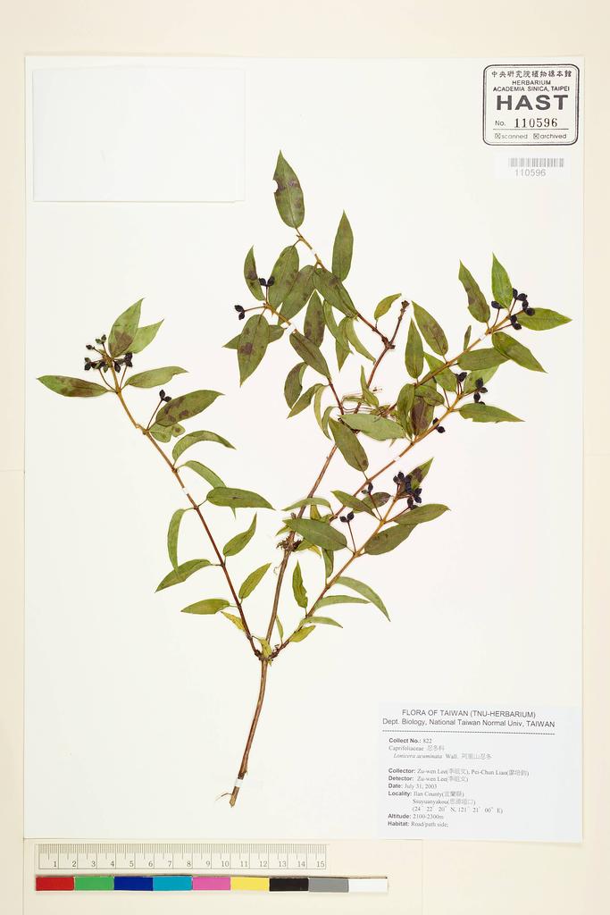 <Unit #60479 Lee, Zu-Wen | 李祖文 | 822:: | Lonicera acuminata Wall.>