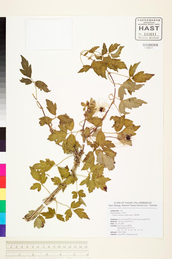<Unit #59898 Lee, Zu-Wen | 李祖文 | 799:: | Clematis montana Buch.-Ham. ex DC.>