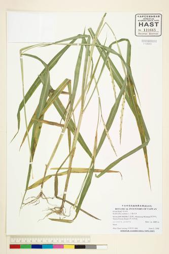 Rottboellia exaltata L. f.