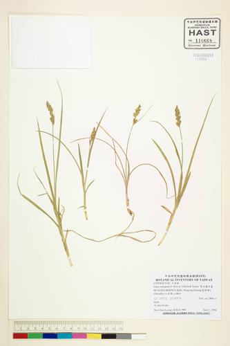 Carex nubigena D. Don ex Tilloch & Taylor