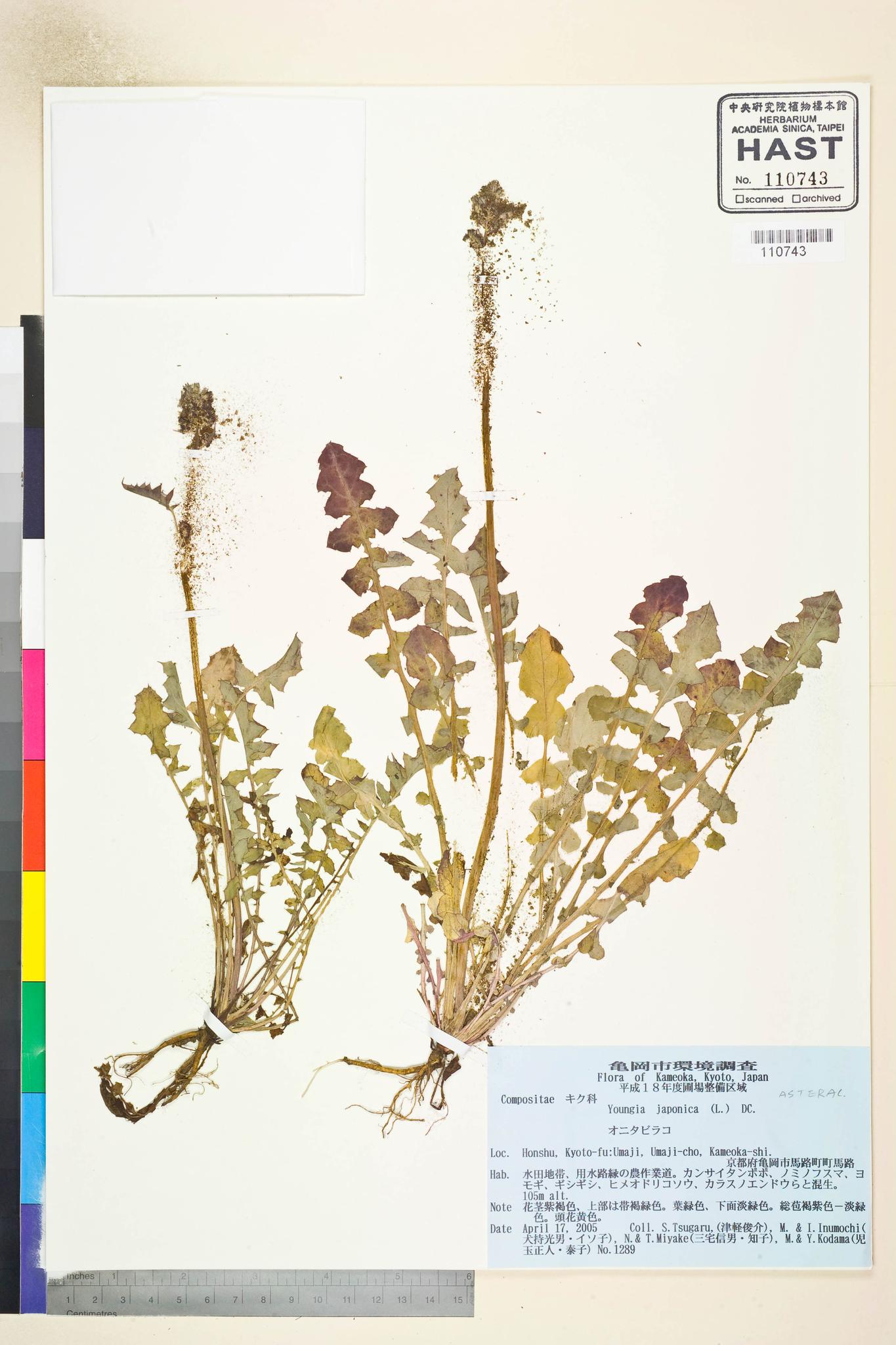 Sample image for viewer