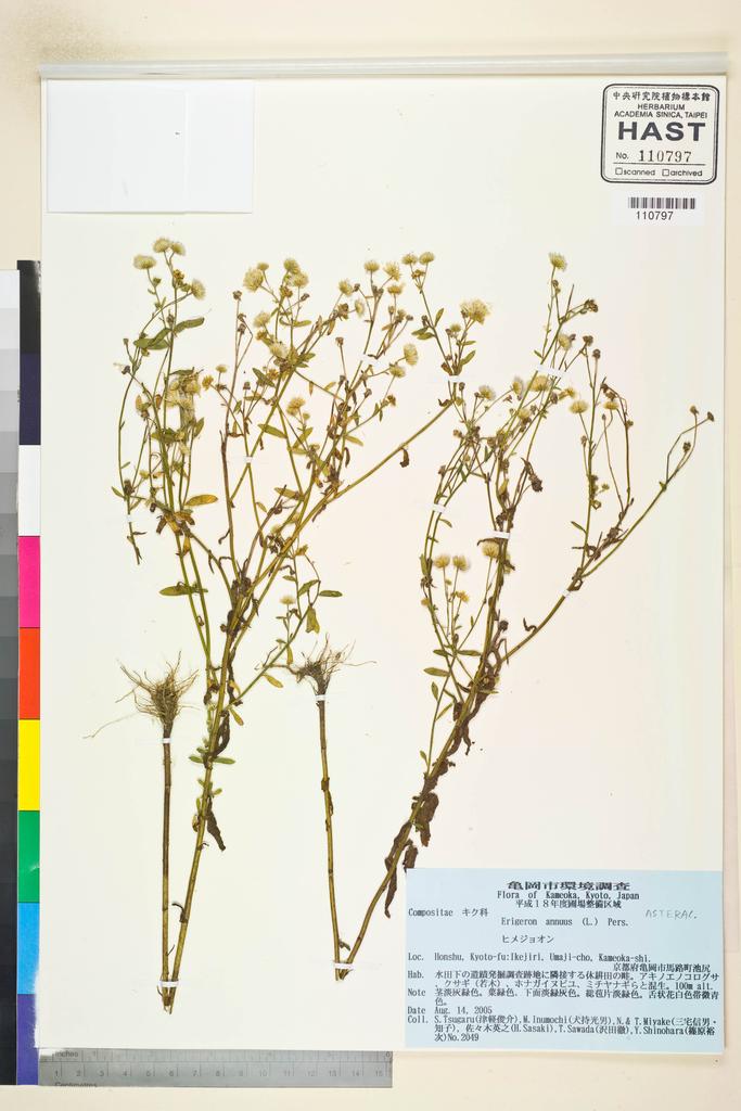 <Unit #109679 Tsugaru, S. | 津軽俊介 | 2049:: | Erigeron annuus (L.) Pers.>