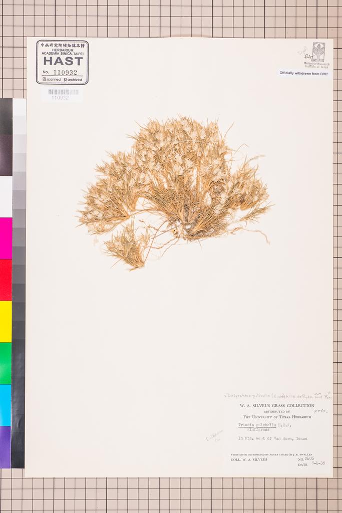 <Unit #109003  | 2406:: | Dasyochloa pulchella (Kunth) Willd. ex Rydb.>