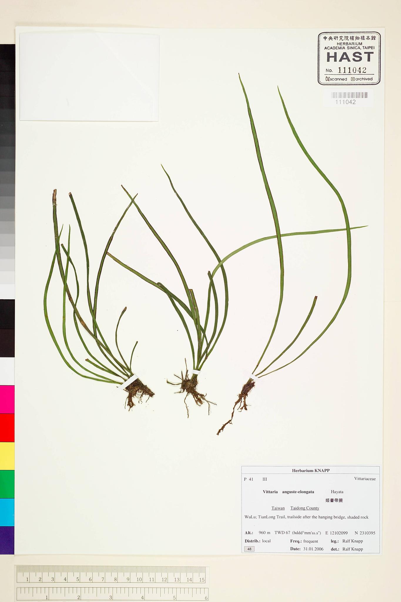 Sample image for viewer