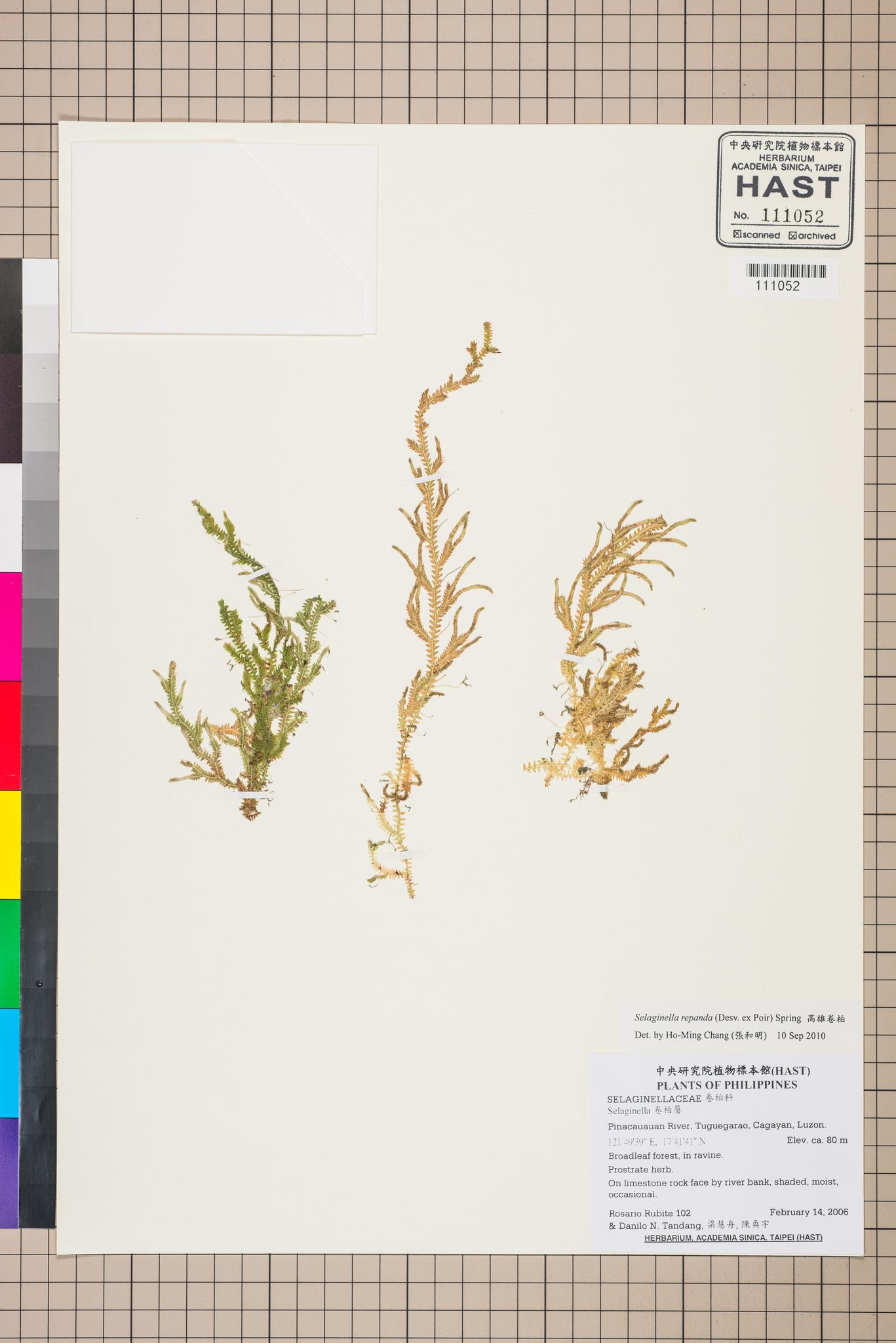 Sample image for viewer