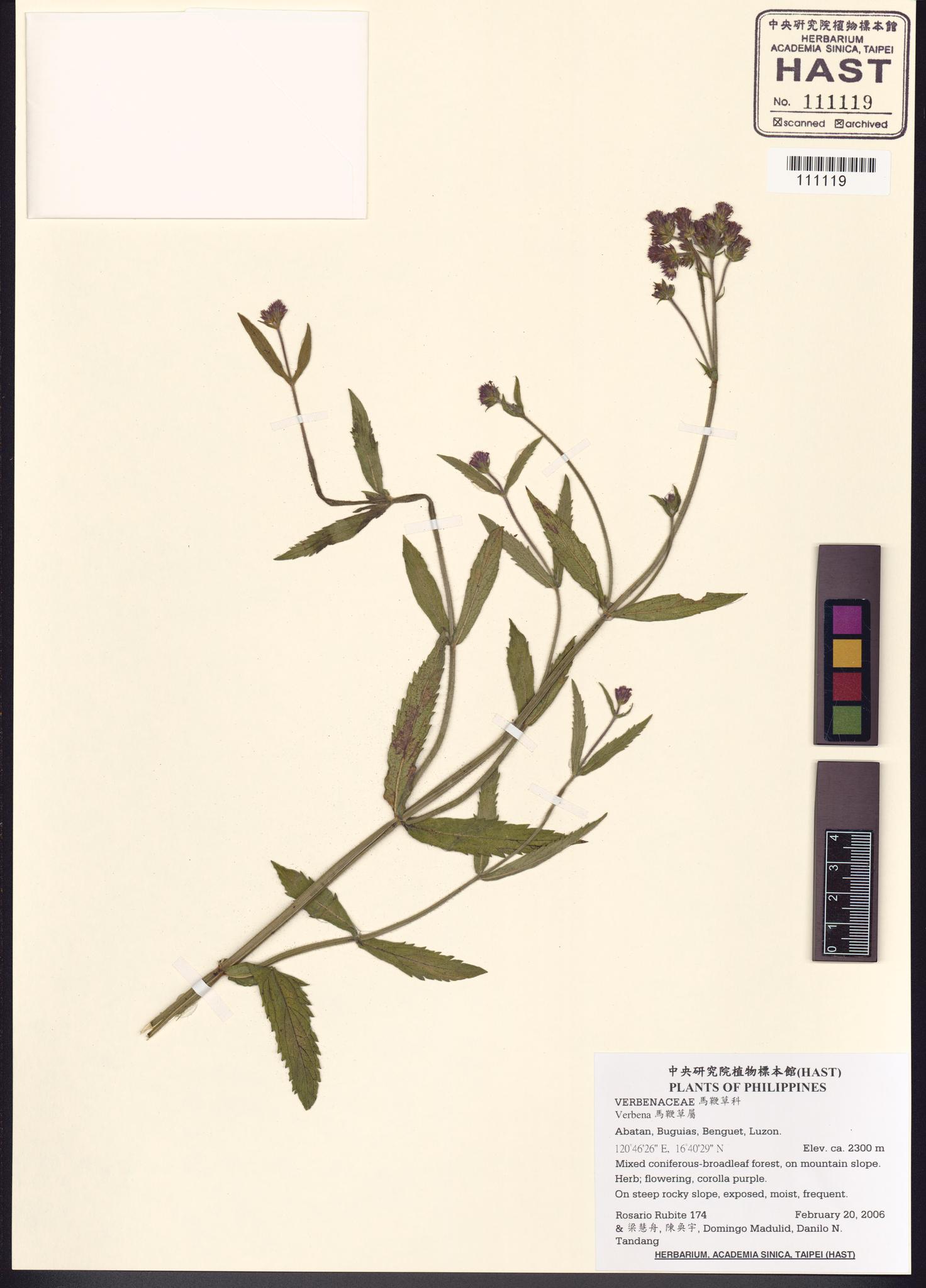 Sample image for viewer