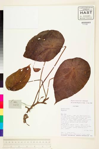 Begonia cavaleriei — ảnh 2