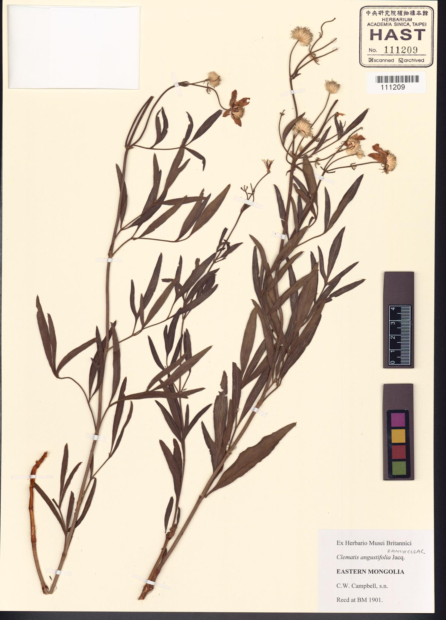 Sample image for viewer