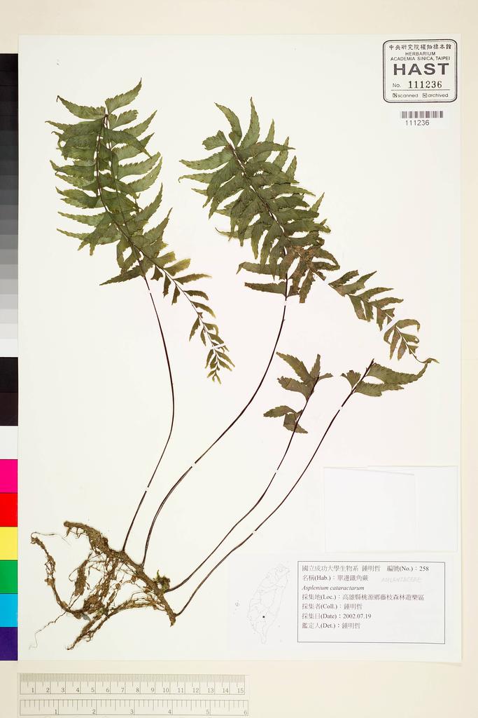 <Unit #63409 Jung, Ming-Jer | 鍾明哲 | 258:: | Asplenium cataractarum Rosenst.>