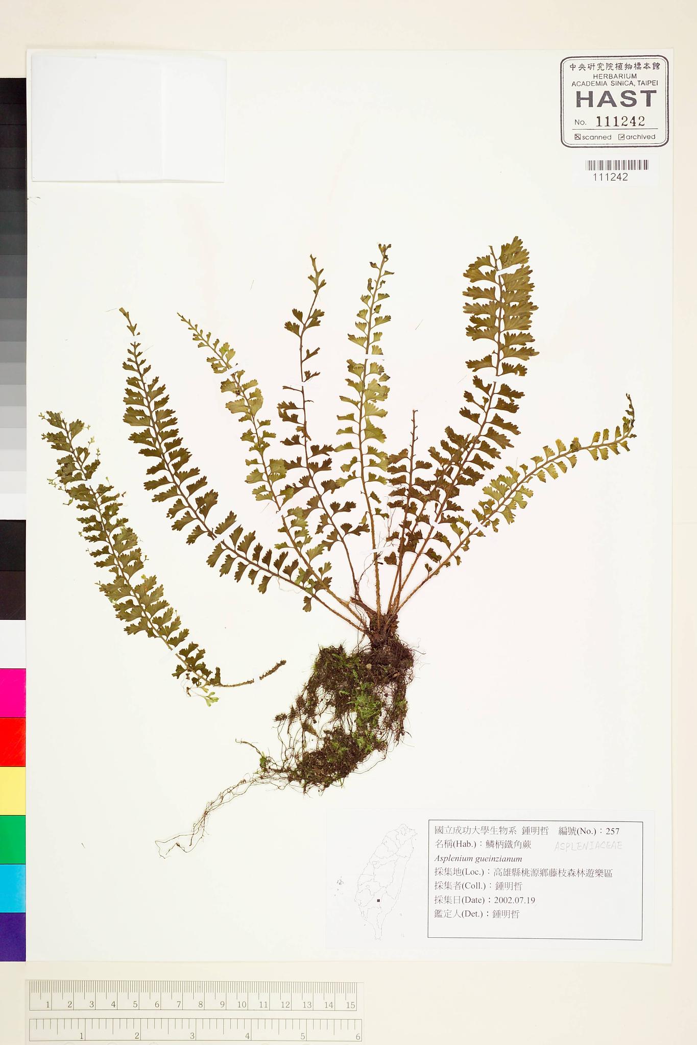 Sample image for viewer