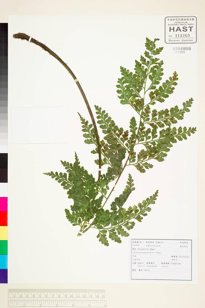 <Unit #63493 Jung, Ming-Jer | 鍾明哲 | x010505:: | Asplenium bullatum Wall. ex Mett.>