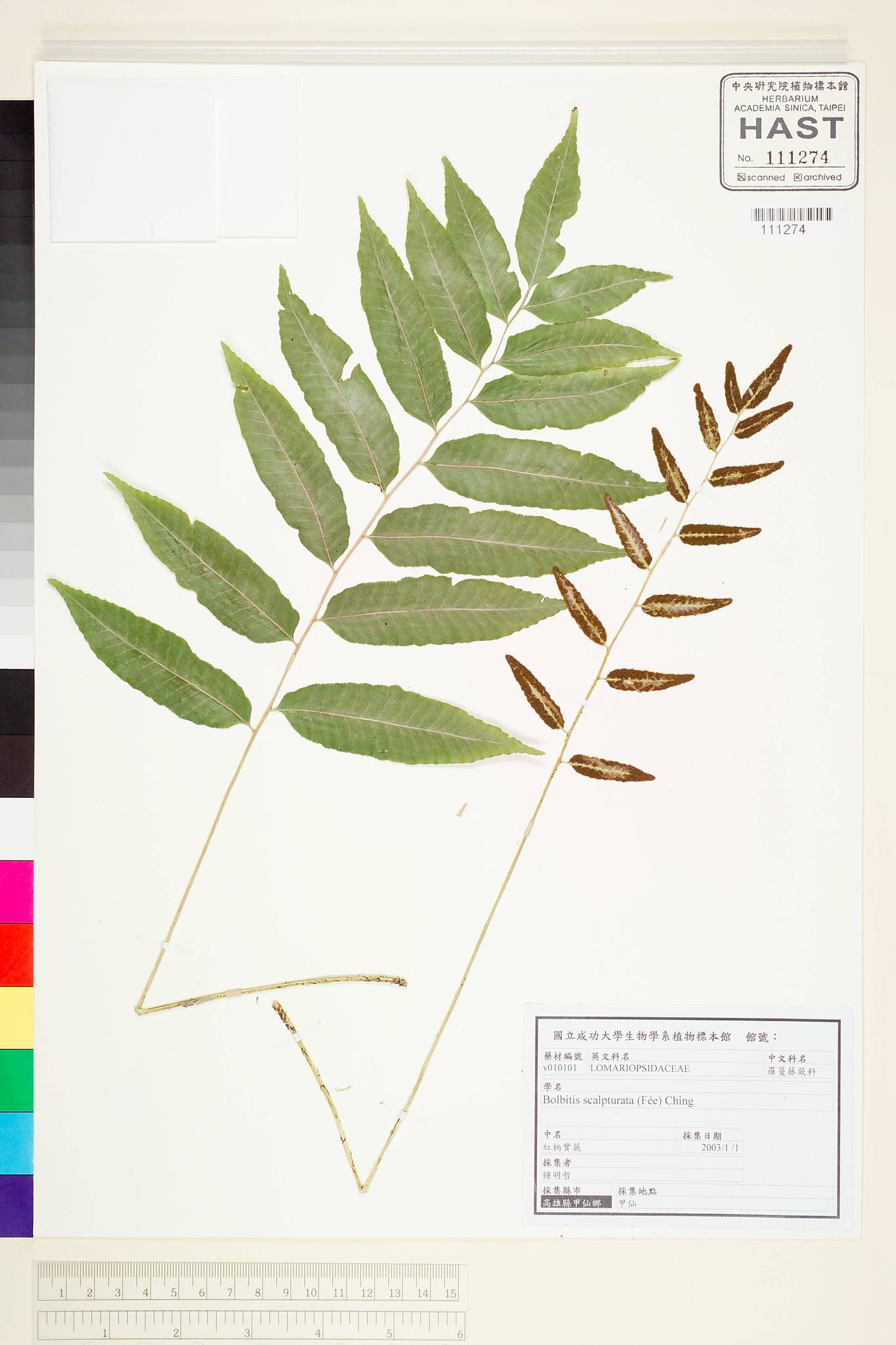 Sample image for viewer