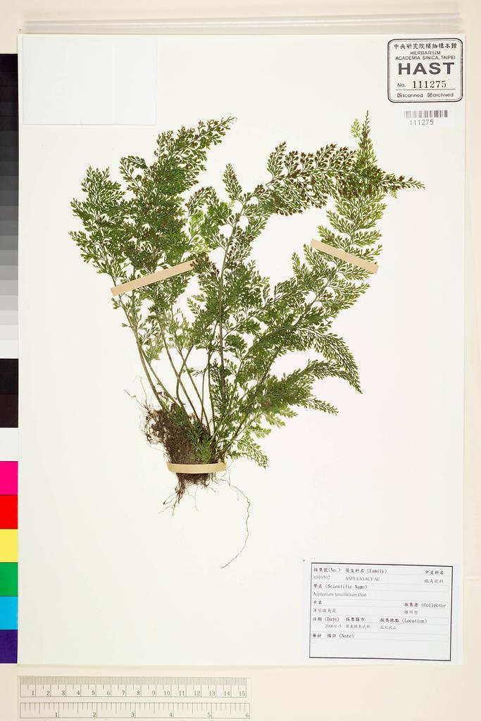 <Unit #63487 Jung, Ming-Jer | 鍾明哲 | x010502:: | Asplenium tenuifolium D. Don>