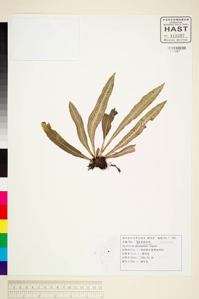 <Unit #63467 Jung, Ming-Jer | 鍾明哲 | 283:: | Asplenium griffithianum Hook.>