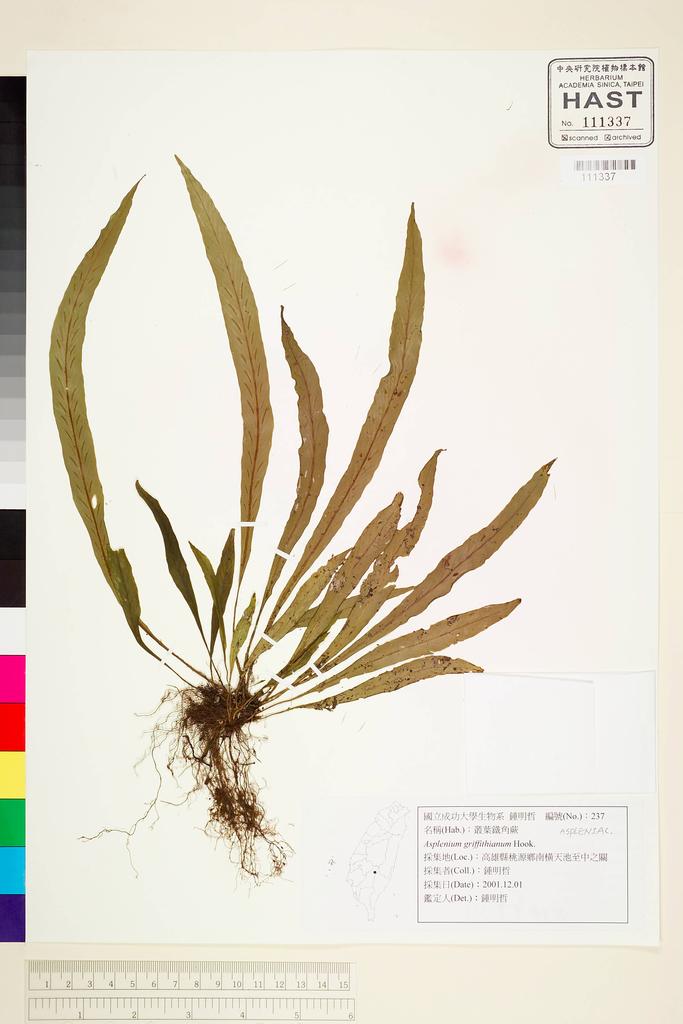 <Unit #63386 Jung, Ming-Jer | 鍾明哲 | 237:: | Asplenium griffithianum Hook.>