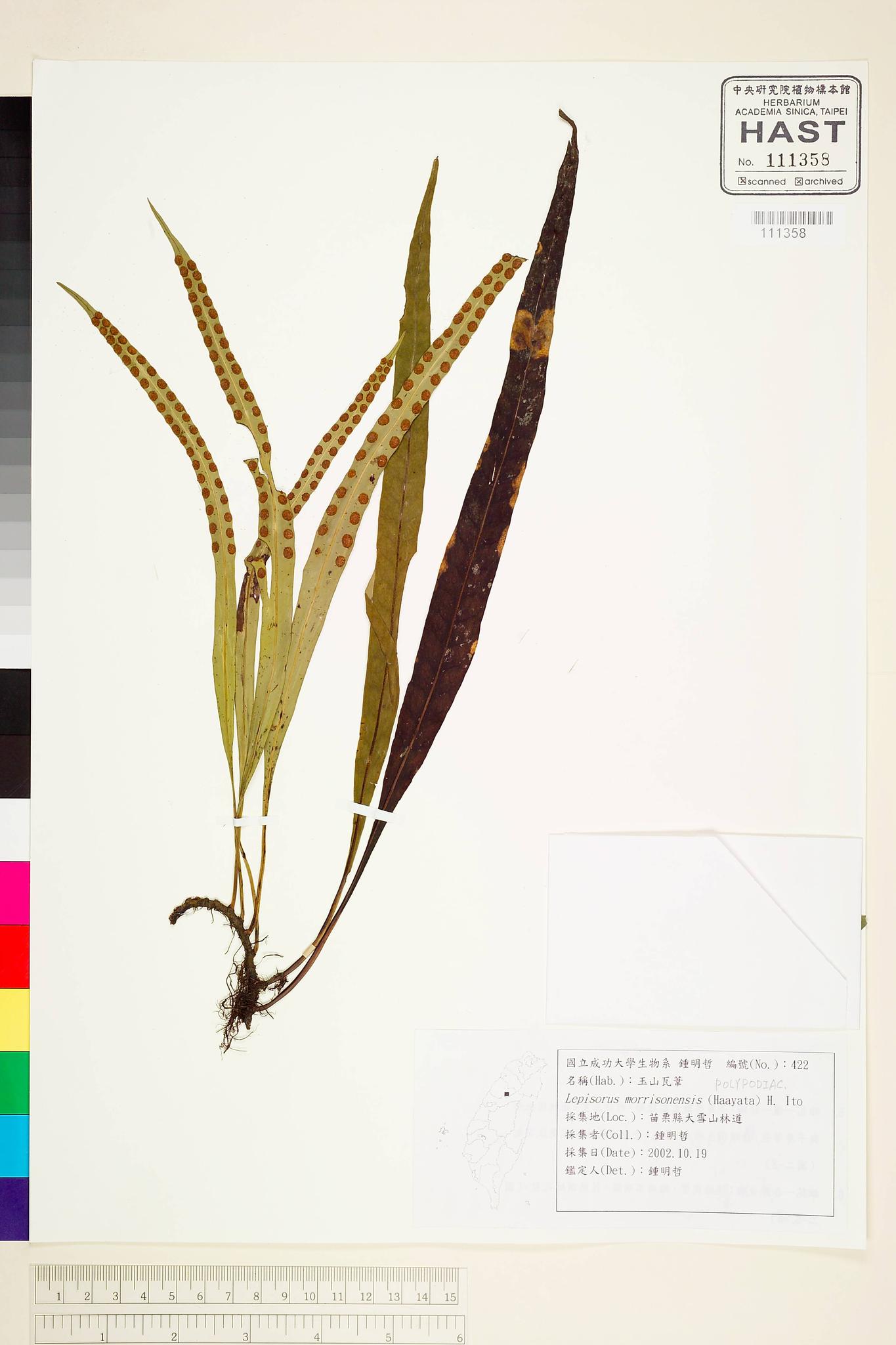 Sample image for viewer