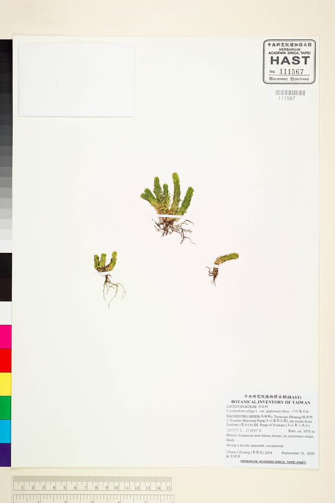 <Unit #62876 Huang, Chien-I | 黃建益 | 2294:: | Lycopodium selago L. var. appressum Desv.>