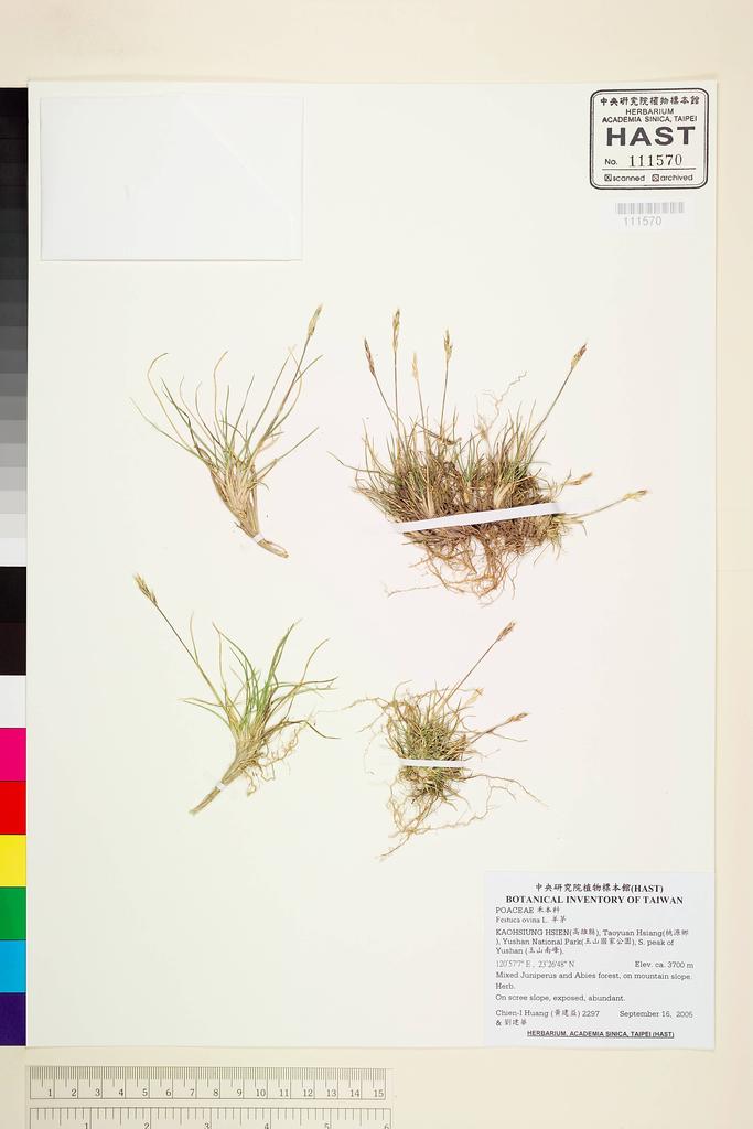 <Unit #61972 Huang, Chien-I | 黃建益 | 2297:: | Festuca ovina L.>