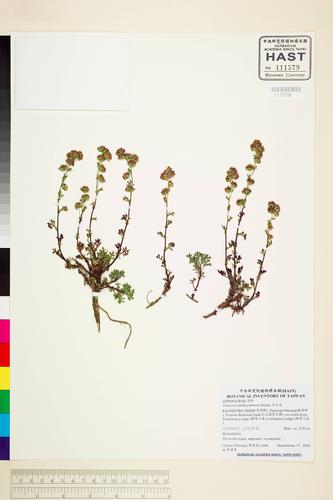 Artemisia niitakayamensis (玉山艾)